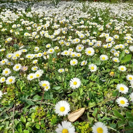 La Torriola 农家乐 托迪